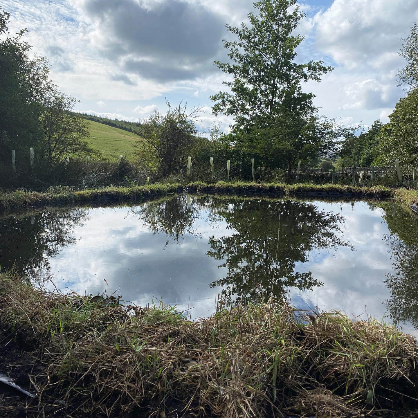 The Last Homely Garden: The Garden Pond